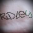 Ridley Green Rhinestone Shirt